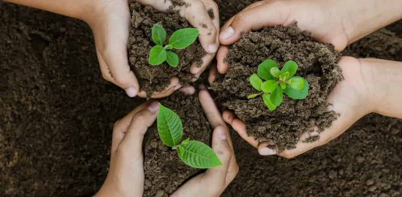 Reforestation Donation